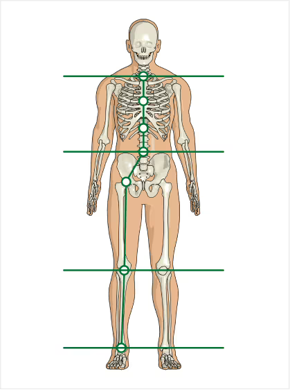 Balanced body alignment
